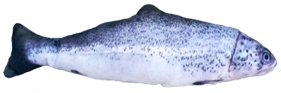 Игрушка для кошек с мятой «Форель» (CT2304104-2) - фото 87942